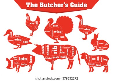 Butcher meat cuts infographic set, vector illustration