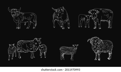 Butcher shop blackboard Cut of Beef, Lamb Meat. Butchery Cow, Lamb Food Chalk Board Shop. Retro Menu Restaurant poster. Vector.