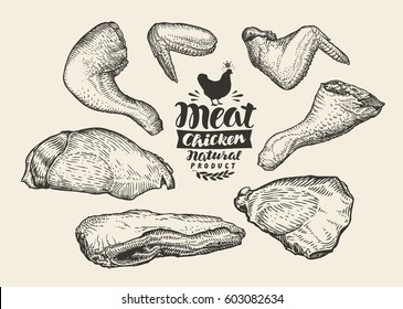 Butcher shop. Cuts, chicken meat, sketch. Food, vector illustration