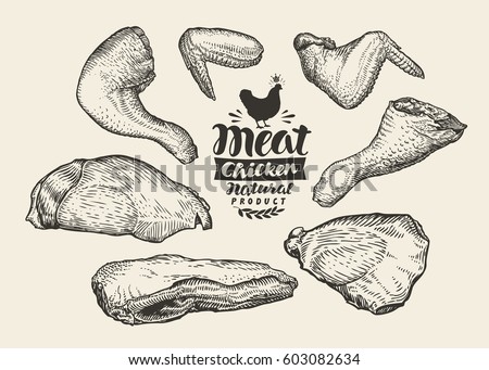 Butcher shop. Cuts, chicken meat, sketch. Food, vector illustration