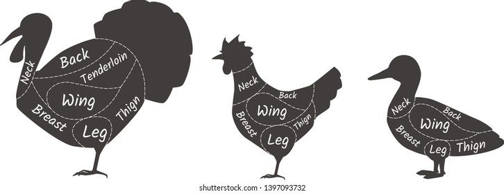 Butcher shop turkey, duck, chicken. Agricultural meat farmers market. Diagram butcher pets turkey, duck, chicken. Types of meat schemes for butchering vector illustration