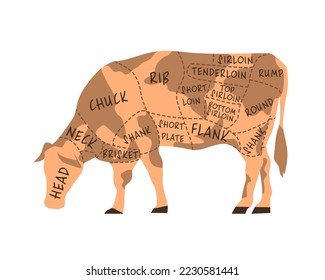Butcher's guide: Cuts of beef scheme. Illustration of bull on white background