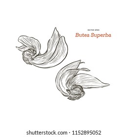 Butea Monosperma or Palash Flower of Southeast Asia. Hand draw sketch vector.