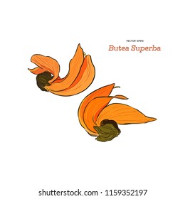 Butea Monosperma or Palash Flower of Southeast Asia. Hand draw sketch vector.