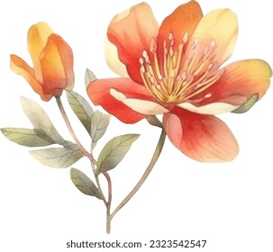  Butea Monosperma Watercolor illustration. Hand drawn underwater element design. Artistic vector marine design element. Illustration for greeting cards, printing and other design projects.