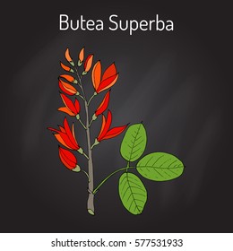 Butea superba asian vining shrub, medicinal plant. Hand drawn botanical vector illustration