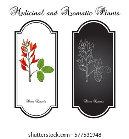 Butea superba asian vining shrub, medicinal plant. Hand drawn botanical vector illustration