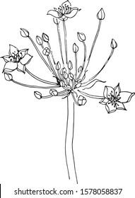 Butomus umbellatus simple vector sketch. Botanical drawing of a plant.