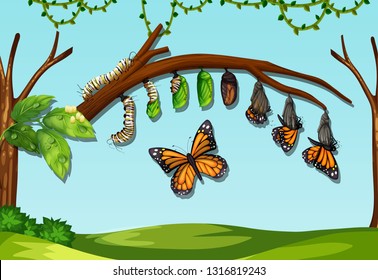 A Butter Fly Life Cycle Illustration