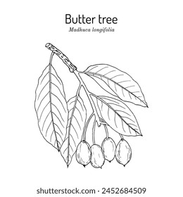 Butter tree, or mahuwa (Madhuca longifolia), medicinal plant. Hand drawn botanical vector illustration