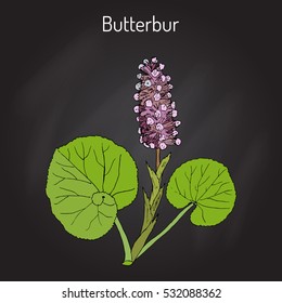 Butterbur (Petasites hybridus), or bog rhubarb, Devil's hat, pestilence wort, medicinal plant. Hand drawn botanical vector illustration