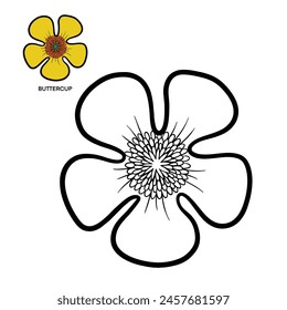 Buttercup - Black Outline With Color Example Buttercup Flower Vector Design 