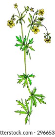 buttercup color image