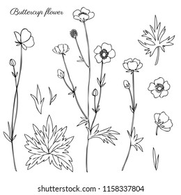 Buttercup flower or Crowfoot vector illustration isolated on white background, ink sketch, decorative herbal doodle, line art style for design medicine, wedding invitation, greeting card, cosmetic