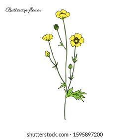 Buttercup flower or Crowfoot vector illustration isolated on white background, ink sketch, decorative herbal colorful doodle, line art for design medicine, wedding invitation, greeting card, cosmetic