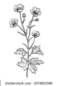 Buttercup flower illustration, drawing, engraving, ink, line art, vector