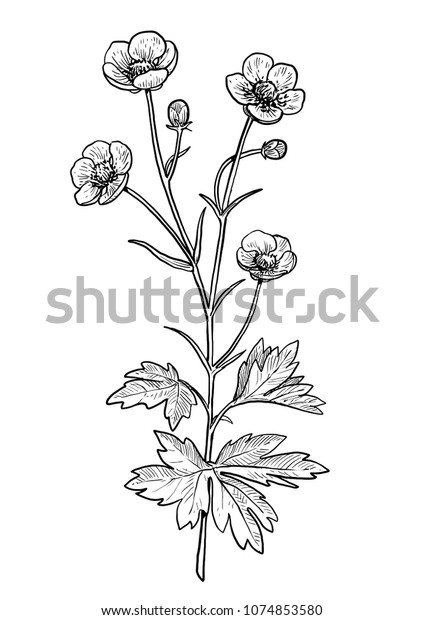 Buttercup flower illustration, drawing, engraving,\
ink, line art,\
vector