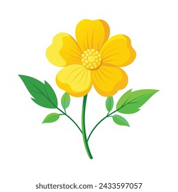 Buttercup Flower Illustration on White Background