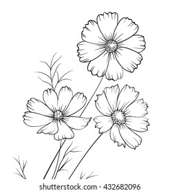 Buttercup flower isolated over white. Vector illustration.
