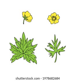 Buttercup flower and leaf or Crowfoot vector illustration isolated on white background, decorative herbal colorful doodle silhouette for design medicine, wedding invitation, greeting card, cosmetic
