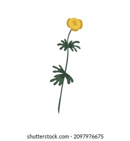 Buttercup flower on stem with leaf. Blooming Ranunculus. Botanical drawing of spearworts, wild floral plant. Meadow water crowfoots. Flat vector illustration isolated on white background