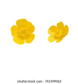 Buttercup. Flower. Vector illustration.