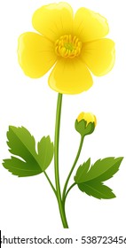 Buttercup flower in yellow color illustration