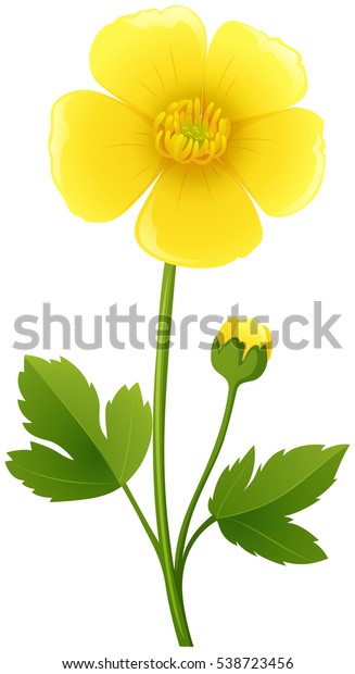 Buttercup flower in\
yellow color\
illustration