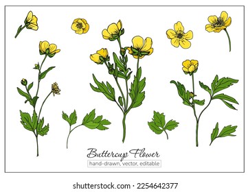 Buttercup flowers for botanic books, journals. Set of hand-drawn yellow wildflowers. Ranunculus, crowfoot.