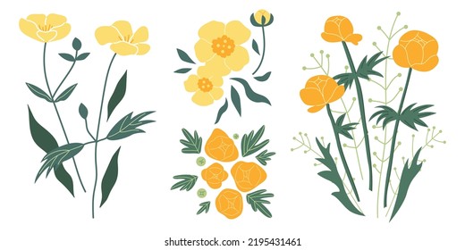 Buttercup and Globeflower. Yellow flowers. Summer illustration. Plant, leaves. Design for your brand. Vector hand drawn clipart on an isolated white background. Template for postcard, poster.