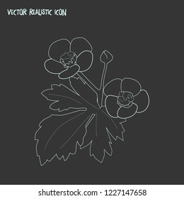Buttercup icon line element. Vector illustration of buttercup icon line isolated on clean background for your web mobile app logo design.