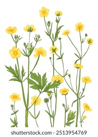 Prado de Buttercup, flores silvestres del prado. Bosquejo de flores. Dibujo de líneas de Vector de flores. Dibujado por una línea negra sobre un fondo blanco.