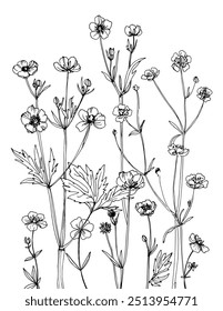 Prado de Buttercup, flores silvestres del prado. Bosquejo de flores. Dibujo de líneas de Vector de flores. Dibujado por una línea negra sobre un fondo blanco.