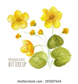 Buttercup perennial flower on white background. Watercolor floral illustration.