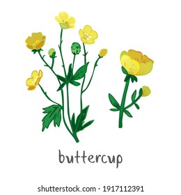 Buttercup plant with flowers, leaves isolated on white. Field summer flower for alternative treatment, traditional medicine, home decor. Plant element for a bouquet of wild herbs. Vector illustration