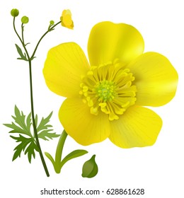 Buttercup - Ranunculus.
Hand drawn vector illustration of a wildflower in realistic style, on white background.