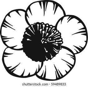Buttercup Vector Illustration