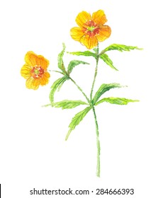 Buttercup yellow flower on white background. Wild flowers. Watercolor floral illustration.