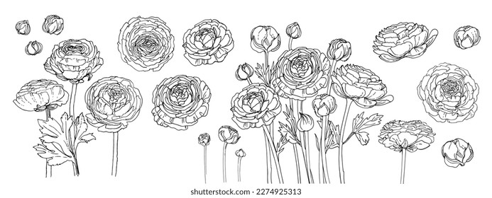 Buttercups Flowers vector line drawing. Flower drawn by a black line on a white background. Ranunculus