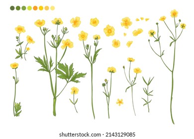 Buttercups. Flowers yellow vector line drawing. Wildflowers. Wedding decorations.