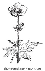 Buttercups or ranunculus or spearworts or water crowfoots, vintage engraved illustration. Dictionary of words and things - Larive and Fleury - 1895.
