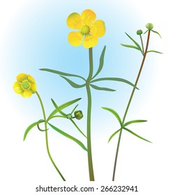 Buttercups. Vector illustration.