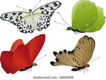 butterflies