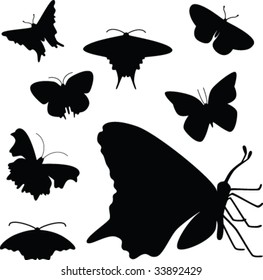 butterflies collection