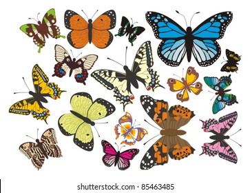 Butterflies - complet vector