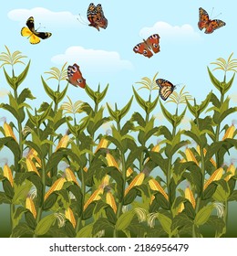 Butterflies and a corn field in the illustration.Vector illustration with beautiful butterflies and clouds over a cornfield.