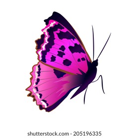 butterflies design