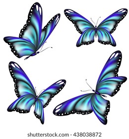 butterflies design