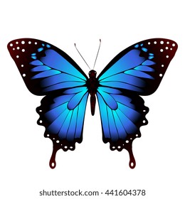 butterflies design
