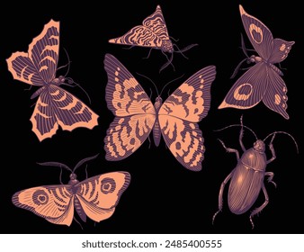 Mariposas  Conjunto diseño